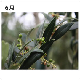 浜名湖オリーブ農園6月