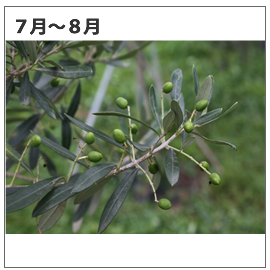 浜名湖オリーブ農園7月~8月
