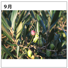 浜名湖オリーブ農園9月