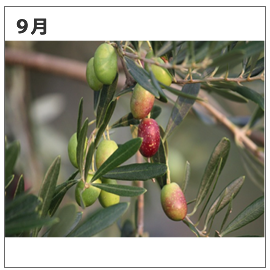 浜名湖オリーブ農園9月