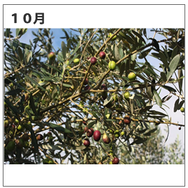 浜名湖オリーブ農園10月