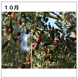 浜名湖オリーブ農園10月