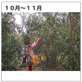 浜名湖オリーブ農園10月~11月